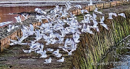 Mass Takeoff_P1200783.jpg - Ring-billed Gulls (Larus delawarensis) photographed along the Rideau Canal Waterway near Smiths Falls, Ontario, Canada.